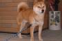 ずっお飼ってた犬が先月に亡くなったって写真のレスが悲しいんだが