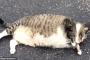寝返りさえできないデブ猫…wwww→海外「ダイエットをさせるんだ！」