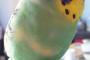 【画像】インコがずーっと膝の上にいるの