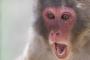 【新日本科学】実験動物のサルを虐待死させたとして、アメリカの日本企業が処分へ・・・
