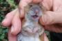 野生のマウスを飼ったら、旦那の皮膚が大変なことに。もう野良は勘弁…