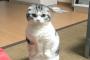 【画像】うちの猫がなんか２足歩行で近づいてくるんだがｗｗｗｗｗｗｗｗｗｗ