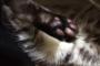 猫の肉球の色ってどんな感じなの？