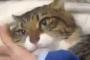 独占欲の強い日本の猫がカワイイと話題に（海外の反応）