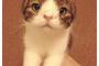世界中にファンを持つダウン症の猫ちゃんが可愛い！！！→海外「世界一可愛い猫」