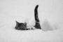 猫『雪道駆け回って何が悪い？』