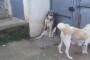 パパ犬が子供を驚かせたのを見たママ犬がガチギレww