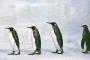 【画像あり】ペンギンのサンタコスが可愛すぎる・・・