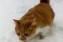 海外「絶対に復讐される・・・」 雪の上を慎重に歩いていた猫、そこに犬が突然現れて