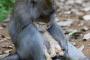 【悲報】 バリ島のオス猿が仔猫を保護　その姿がまるで親子だと話題に→完全に異種姦しててワロタ (画像あり)