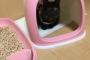 【驚愕】愛猫のトイレ掃除をしようとしたら、なんと愛猫が・・・・・・・