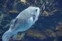 ワイ「海で釣りするで」フグ1「ｸﾞｴｰ」フグ2「ｸﾞｴｰ」フグ3「ｸﾞｴｰ」