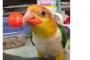 マラカスを振る日本のインコ（海外の反応）