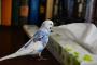 【画像】このインコさんは三歳になっても好奇心旺盛なんです。