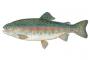 キングサーモン x ニジマス　←新しい魚の名前 県が募集へ