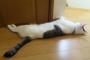 こういうねこって何柄っていうんでしょうか？