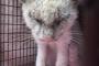 【驚愕】目が開かない野良猫を助けた。猫が目を開けると…