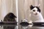 横に並んで注文する日本の猫（海外の反応）