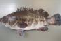 【近大】「クエタマ」養殖成功、高級魚クエの４倍近い速さで成長し味はクエに劣らず