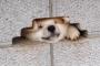 犬『俺がここを支えてるうちに逃げるんだワン！』