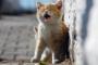 こねこ『かあちゃーん！』