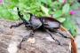 【画像】ムシキングマニアの俺が世界のカブトムシとクワガタムシを紹介するよ！！！！！！！！！！！！！！！