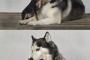 犬『あー…食べちゃうぞぉぉぉ！』