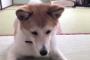 臆病な日本の犬（海外の反応）