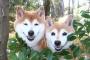 【閲覧注意】犬に食べられる犬のフレンズｗｗｗｗｗ