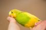 【悶絶】インコ「仲間が閉じ込められてる！助けなきゃ！！！」」