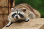 【訃報】害獣・アライグマさん終了のお知らせ・・・