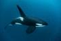 シャチ(5000kg)「オラ！どけどけ！海の王者のお通りじゃい！」