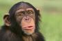 【悲報】「チンパンジーに人間と同じ権利を！」と裁判を起こした結果ｗｗｗ