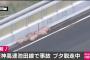 【悲報】高速道路で逃げたブタ、疲れて寝る