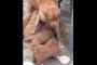 母犬「お、落ち着いt・・・」食事中に恐ろしい勢いでミルクを求める子犬、その時の母親の姿に共感する人多数ｗｗｗｗｗ