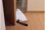 トイレの前で横たわる日本の猫(海外の反応)
