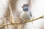 両津鳥　お前らが笑ったコピーをぺーinばいくちゃんねる板