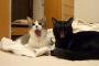 【画像】 ねこのあくびは伝染る