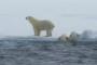 【動画】シロクマの赤ちゃんが氷の上に這い上がれなくて、お母さんは仕方ないわねって…