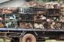 【解決策はただひとつ！】バ韓国の犬肉農場で100匹以上の犬が救出される！