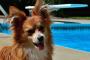 【再掲】 犬は魔除けになると人から聞いたがホントなのかね。昔話でも、犬が鬼や魔物を退治するパターンが多い。