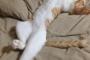 【画像】 5ヶ月を迎えた我が家の猫。  やたらイケメンになってきた。