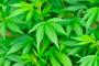 北海道「大麻が増えすぎて除去が追いつかない」
