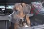【動画】久しぶりに帰ってきた兵隊の飼い主に犬がお帰り攻撃を仕掛けて…(´；ω；｀)