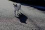 【画像あり】完全に猫の陰だと思ったら・・・