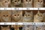 【再掲】 感情豊かな猫