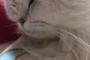 猫の日、たまたま枕を占領していた