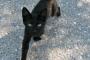 【再掲】 そういえば子供の頃親戚の家で飼ってたメスの黒猫とよく遊んでたんだけど、  十数年ぶりに遊びに行ったらその時の猫とそっくりな黒猫にやたらなつかれた