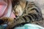 【ねこ画像】 人間のような寝姿