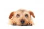 【！？】犬さん、絨毯の上でサメになってしまうwwwwwwwwww